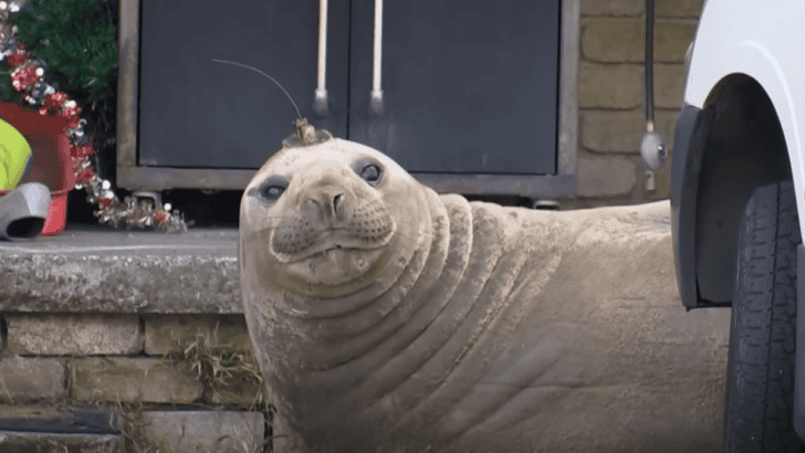 600 kg Elephant Seal Forces Women To Take The Day Off Work