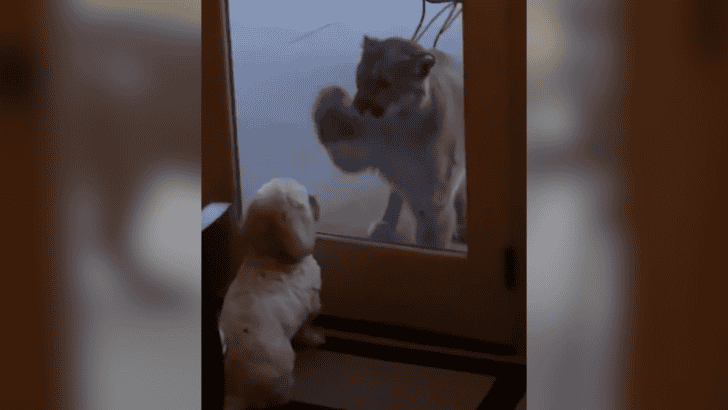Fearless Tiny Dog Stares Down Massive Mountain Lion