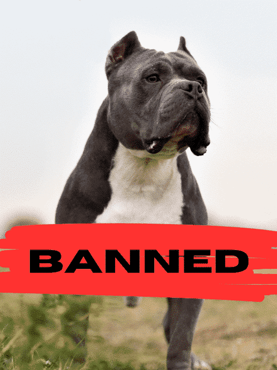 The UK XL Bully Dog Ban Announcement and Its Implications