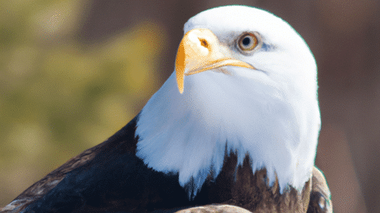 Bald Eagles and the Tall Tales We Tell