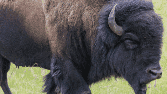 Bison Stampede Separating Fact From Fiction