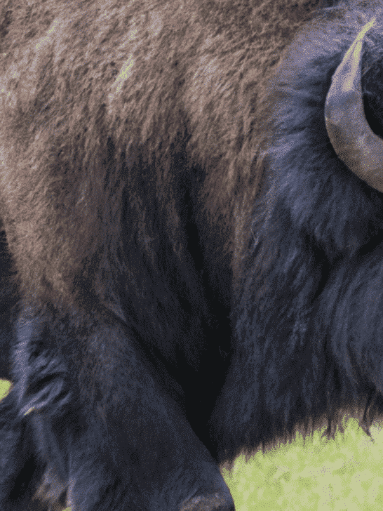 Bison Stampede Separating Fact From Fiction