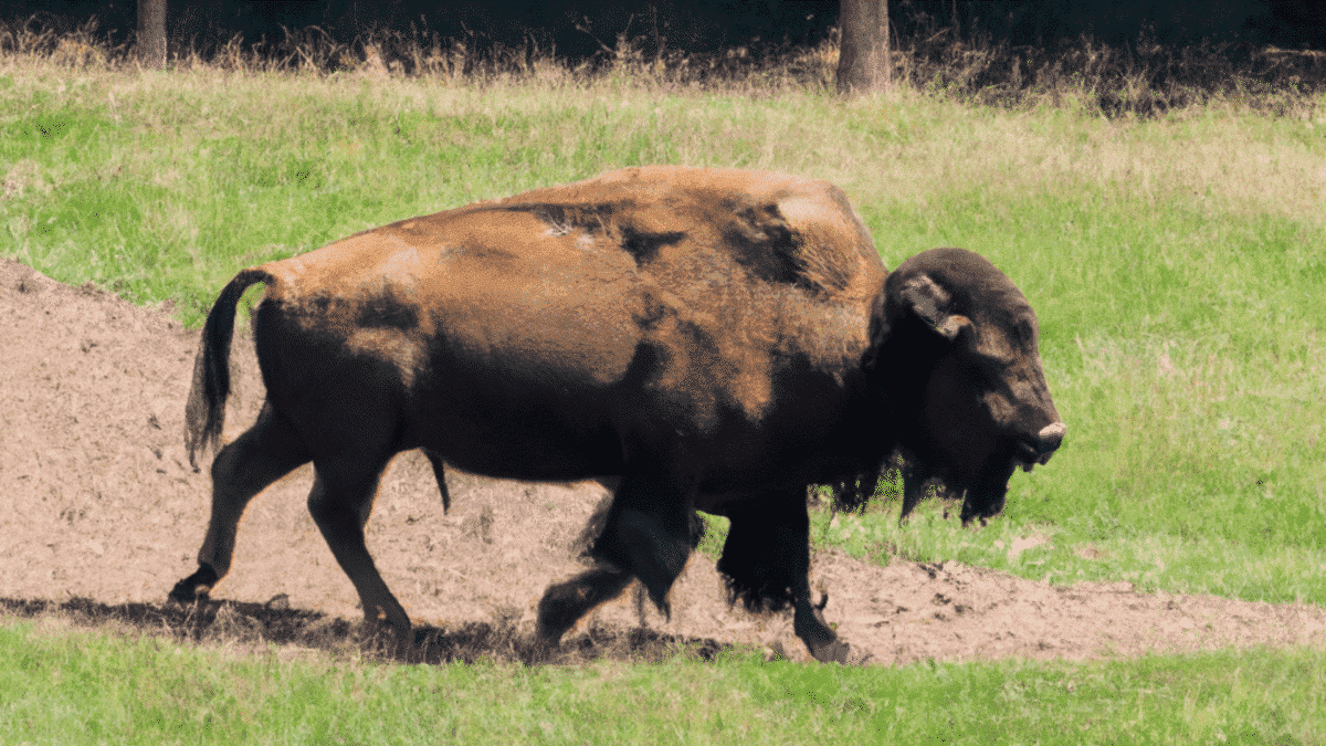 Bison walking 