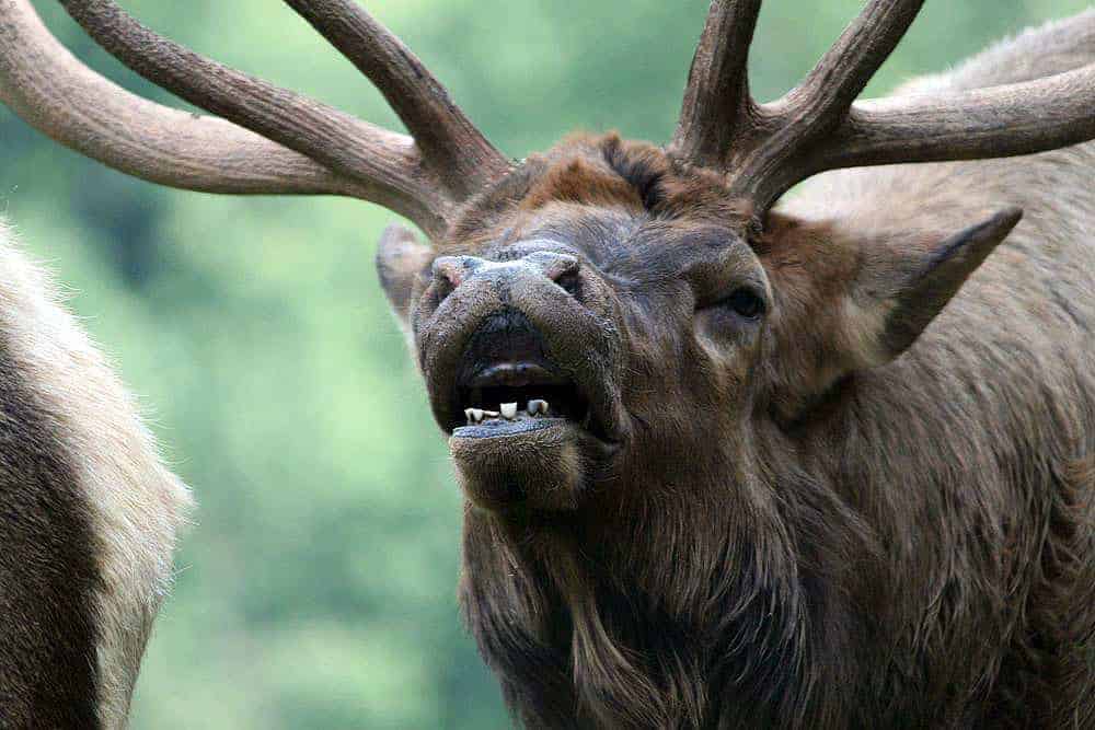 american elk