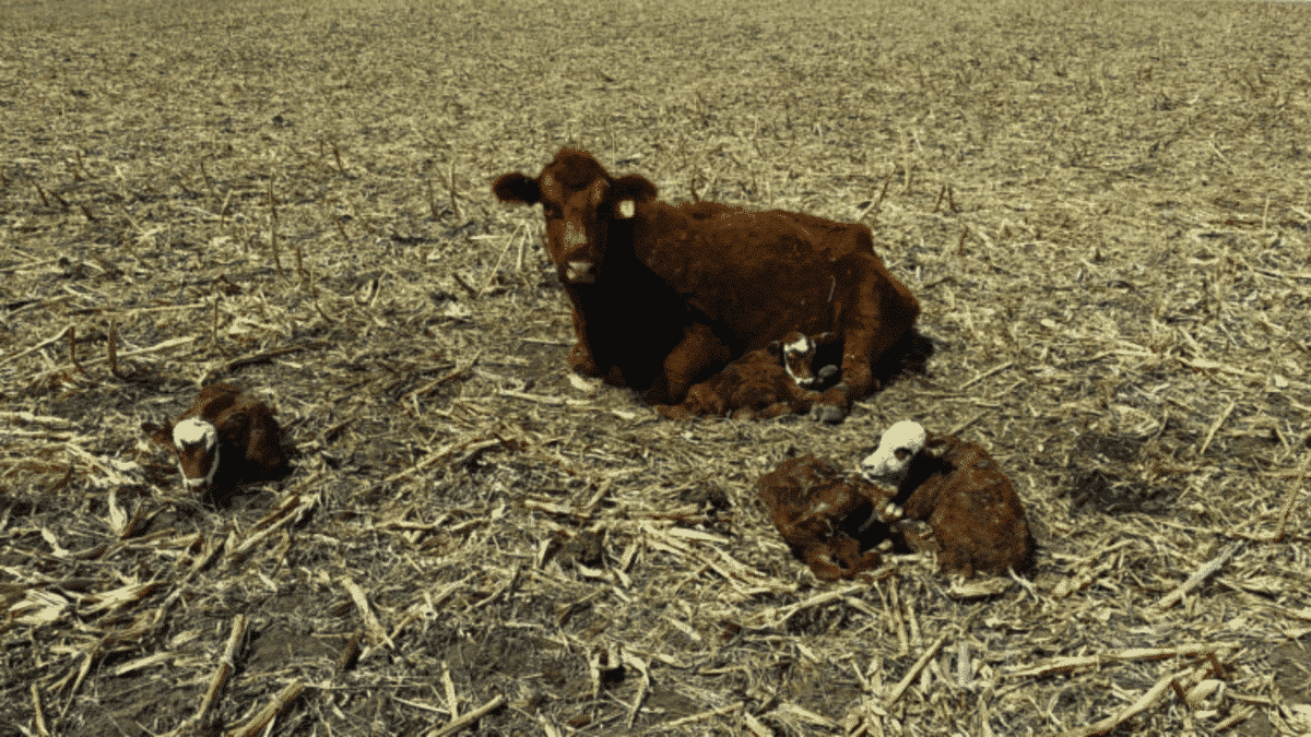 colorado cow