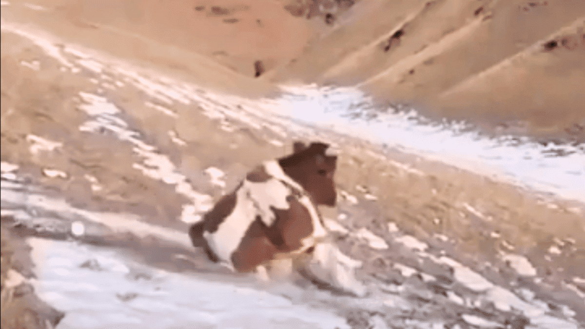 cow sliding down snowy hill 