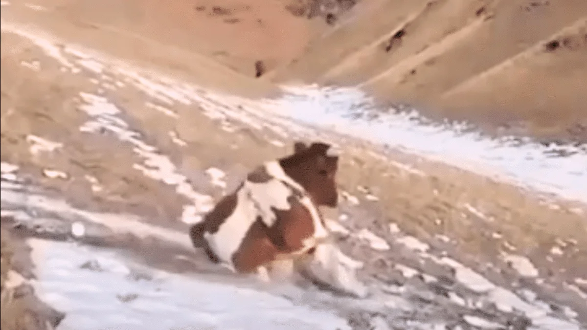 cow sliding down snowy hill