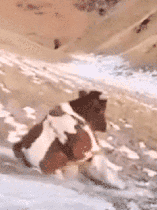 This Video of Cow Sliding Down A Snowy Hill Will Make Your Day