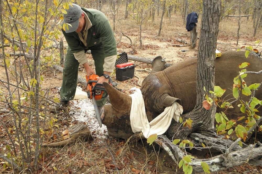 removing rhino horn 