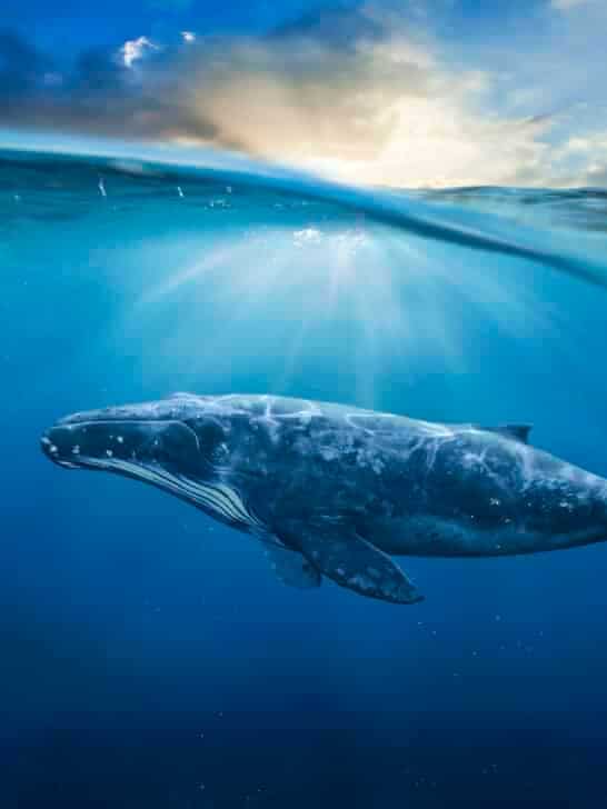 A Tale of Whale Migration in Both Hemispheres