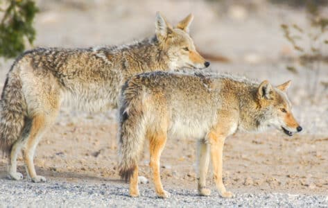 13 U.S. Cities Where Coyotes Now Outnumber Cats