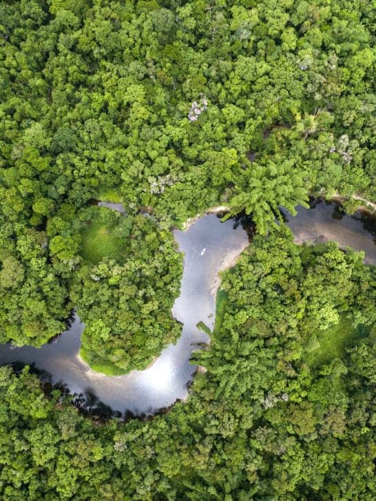 Discovering the Fascinating Animals of the Amazon Rainforest