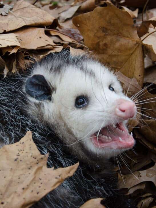 8 Animal Deception Artists that have Mastered the Art of Playing Dead