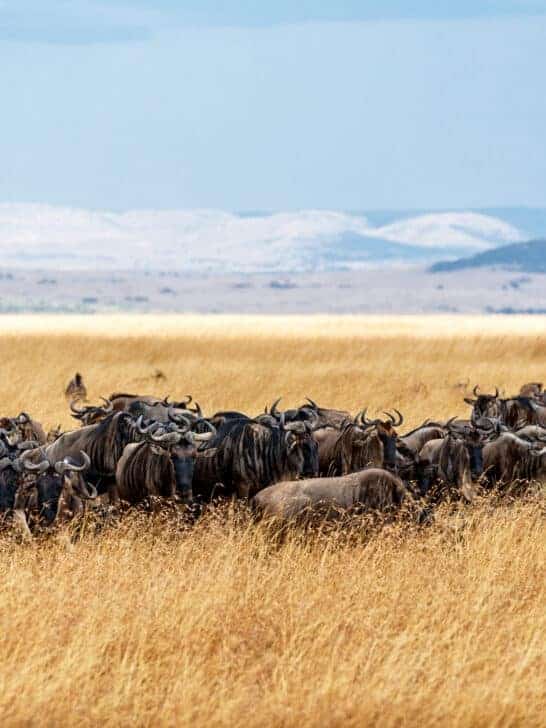 The Alarming Decline of Animal Populations