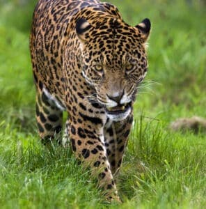 The 4 Best Places to See Jaguars