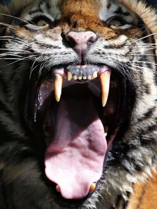 Rampant Tiger Gets Only Claws Away from Motorcyclists