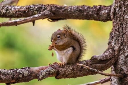 Everything You Need To Know About Squirrel Poop 