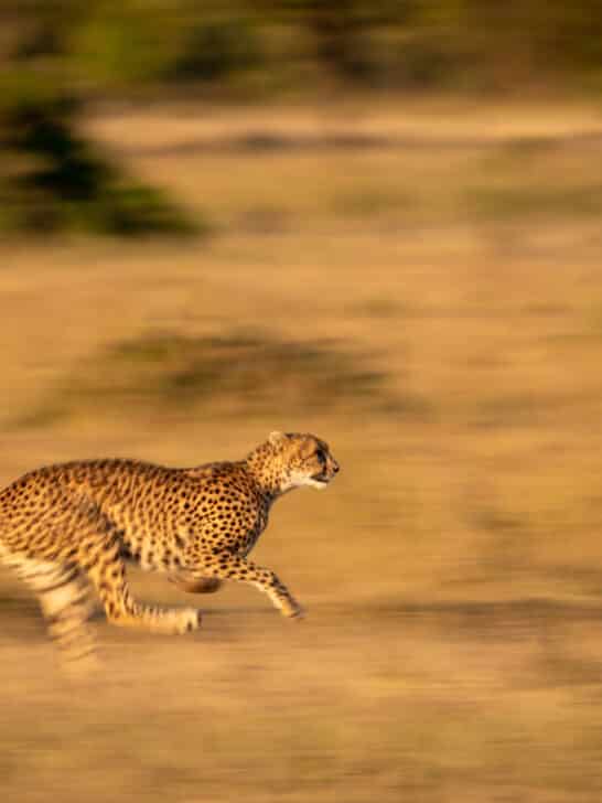 Turning Nocturnal: Cheetah’s Are Adapting to Global Warming