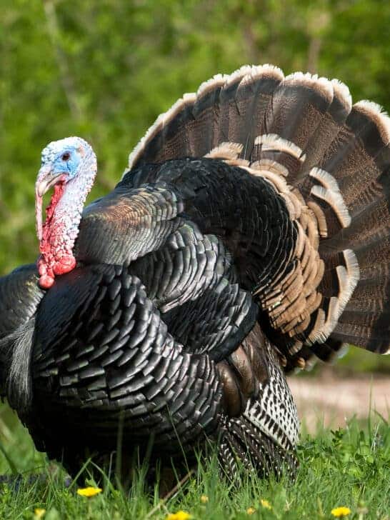 How Did Turkeys Became Synonymous with Thanksgiving?