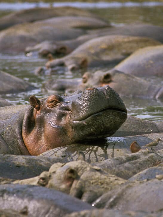 Pablo Escobar’s Hippos: A Conservation Conundrum in Colombia