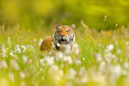 20 Things You Should Know About Siberian Tigers