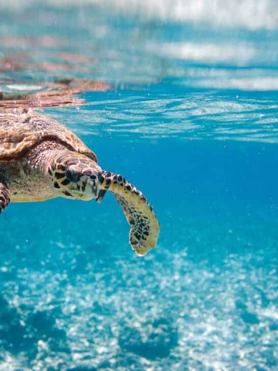 Natures GPS: How Sea Turtles Use Magnetic Plates to Navigate