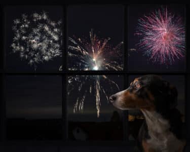 Tips To Protect Your Dogs (And Other Pets) From Fireworks