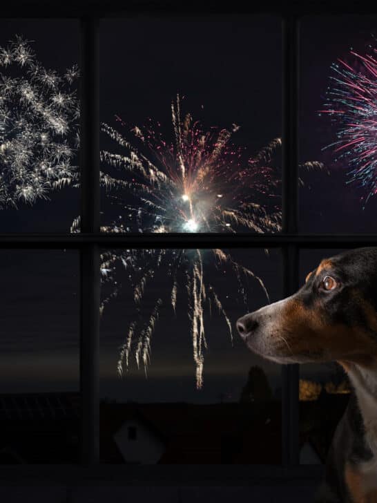Looking After Your Pets on Guy Fawkes – 5 November
