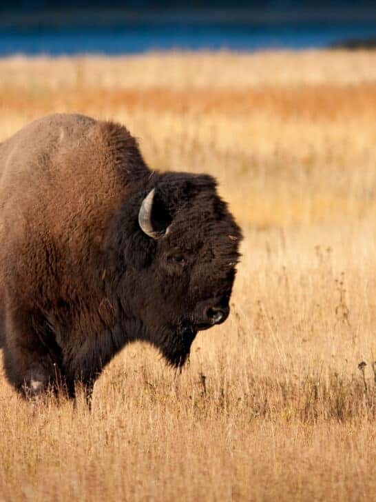 Are American Bison Slow And Clumsy?