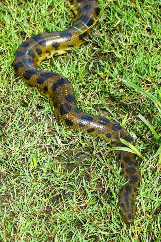 Image of and Anaconda 