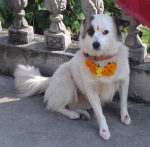 Nepal&rsquo;s Dog Festival: All You Need to Know about Kukur Tihar