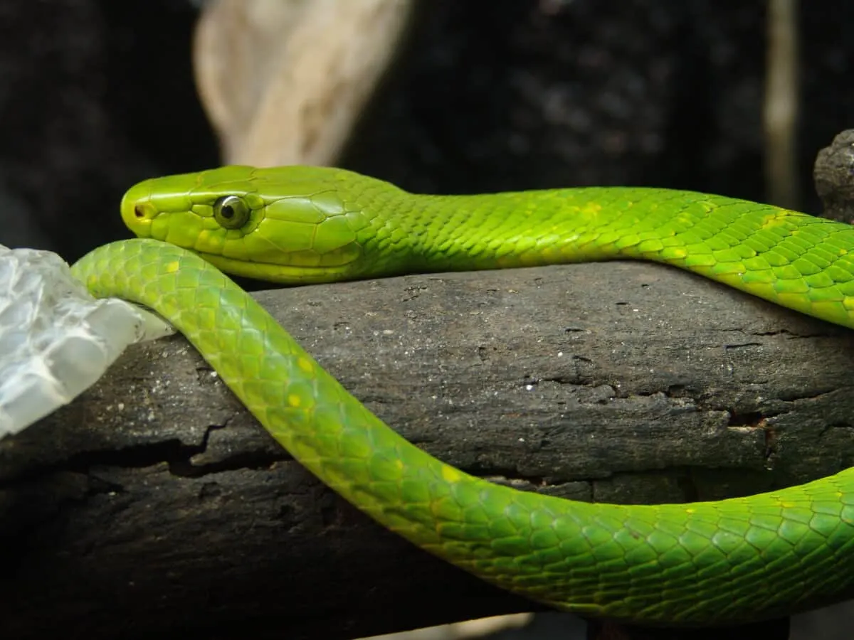 Eastern Green MambA
