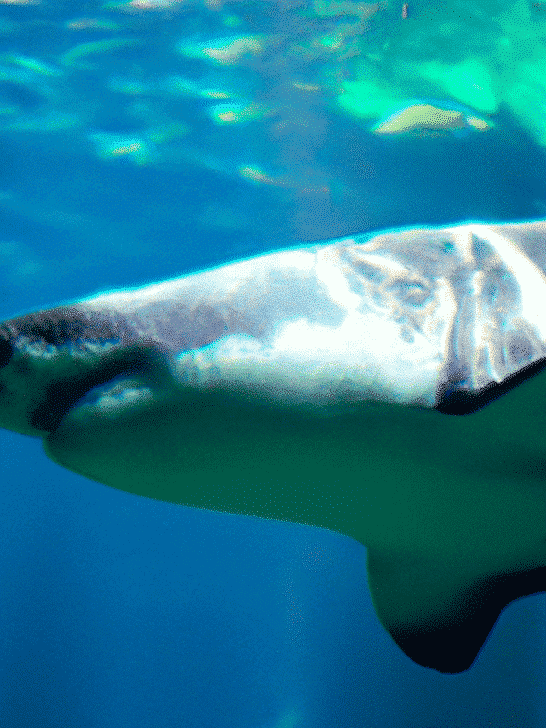 Does &ldquo;Essence of Dead Sharks&rdquo; Work as Shark Repellent?