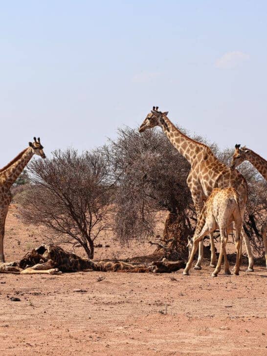 Do Giraffes Mourn? Insights From An Intriguing Safari Sighting
