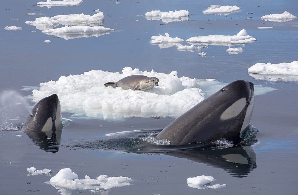 killer whales hunting a seal