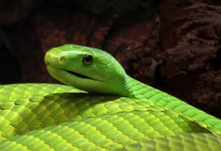 Highly Poisonous Green Mamba Snake on the Loose in Netherlands