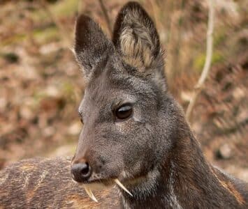 The Siberian Musk Deer Also Known As The Vampire Deer