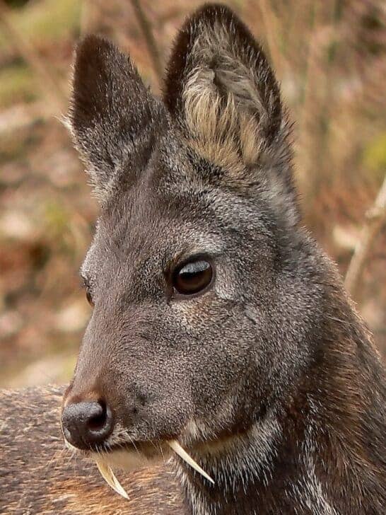 The Siberian Musk Deer Also Known As The Vampire Deer