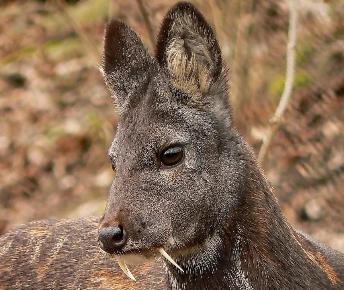 vampire deer