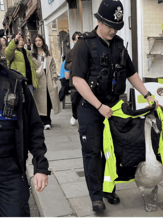 Bath Police Escort Swan to Local River