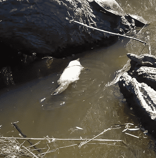 Rare White Platypus Spotted: A Phenomenal Discovery