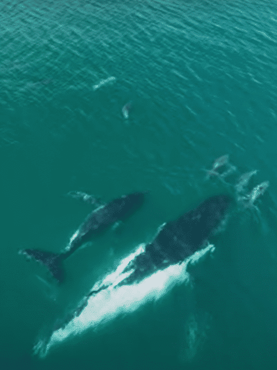 Dolphins Guide Humpback Whale and Calf Back to Migration Route