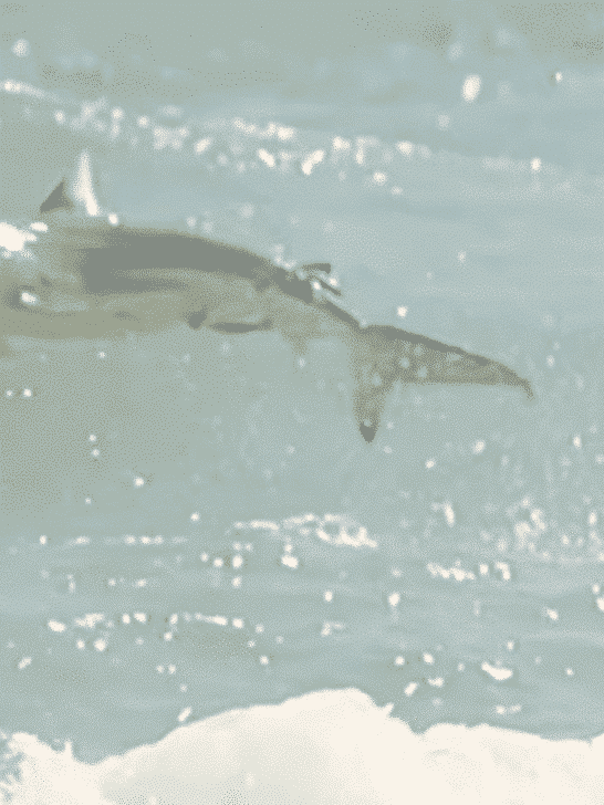 Did You Know That The Spinner Sharks Of Florida Dance?