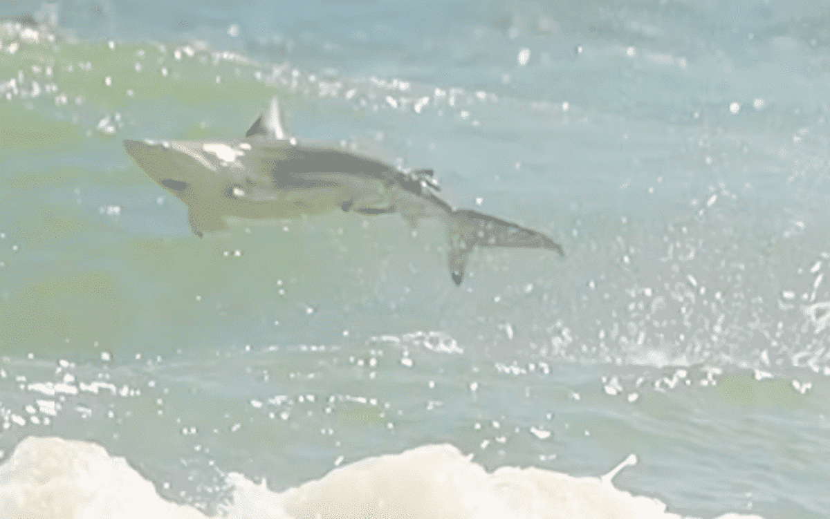 dancing spinner shark