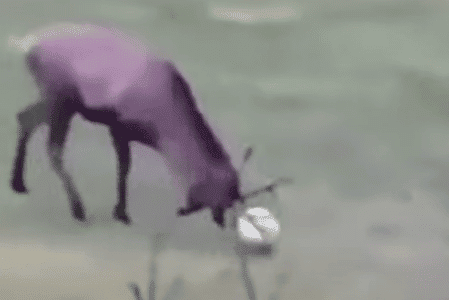 The Goal-Scoring Soccer Deer