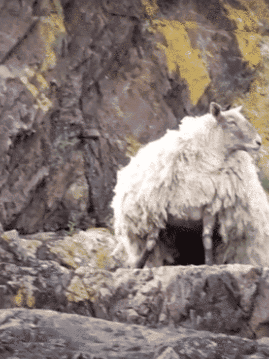 Watch: Britain’s ‘Loneliest’ Sheep Rescued from Remote Cliff