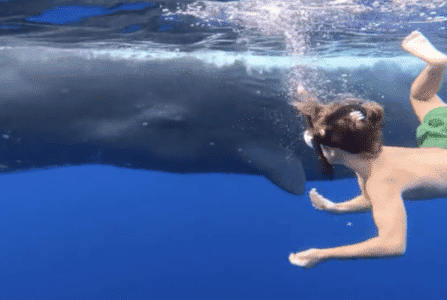 Swimming With a Pod Of Sperm Whales
