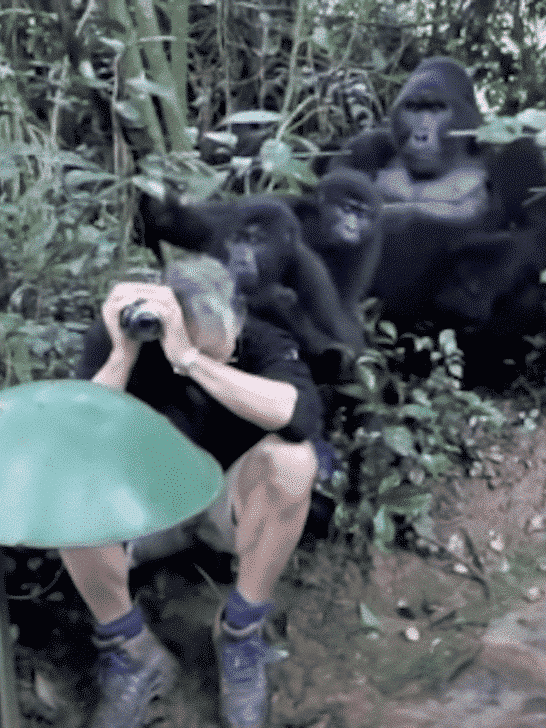 Silverback Calmly Interacts With a Man