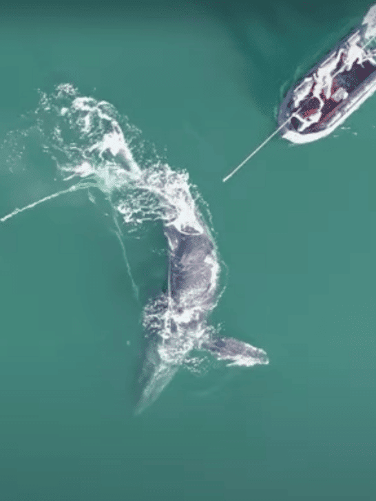 Dramatic Drone Footage: Rescue of a Humpback Whale from Crab Pot