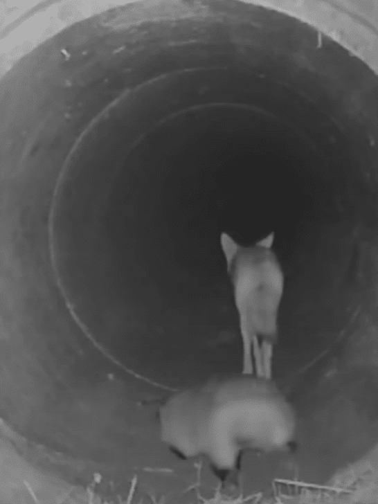 Coyote Waits For Its Badger Friend Before Crossing Under The Highway Together